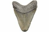 Juvenile Megalodon Tooth - South Carolina #203171-1